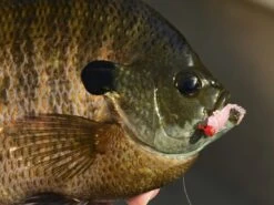 Z-Man Larvaz -Fishing Store lifestyle larvaz zman fishmouth 1