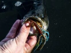 Z-Man Midwest Finesse Swim Jig 10 Z-Man Midwest Finesse Swim Jig -Fishing Store lifestyle midwestfinesseswimjig zman bluegill 3