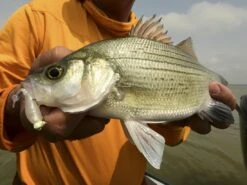 Z-Man Stingerz -Fishing Store lifestyle stingerz zman fishmouth 1