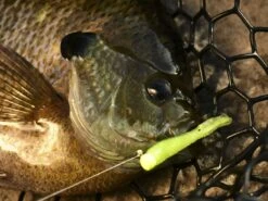 Z-Man Tiny Ticklerz -Fishing Store lifestyle tinyticklerz zman closefish 1