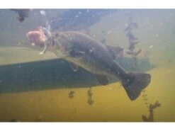 Googan Baits Saucy Swimmer -Fishing Store photo jul 16 5 33 35 am